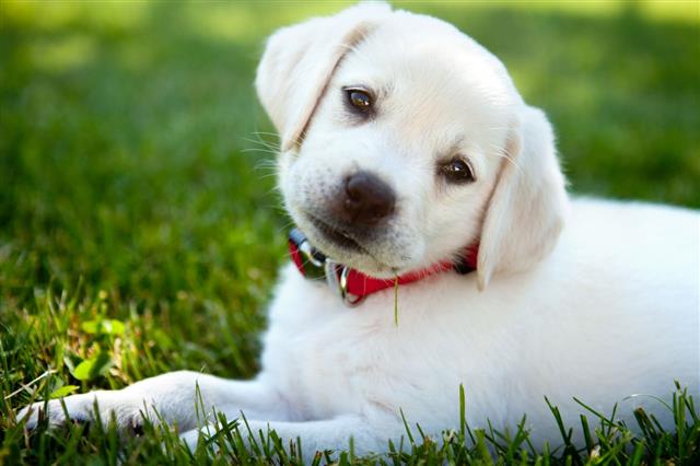 Yellow Lab Puppy Outdoors