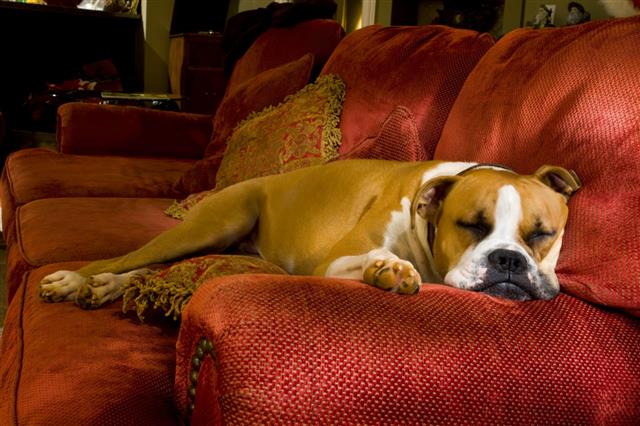 Sleeping Boxer Dog On A Couch