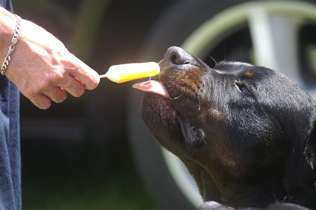 Rottweiler Licking A Lolly
