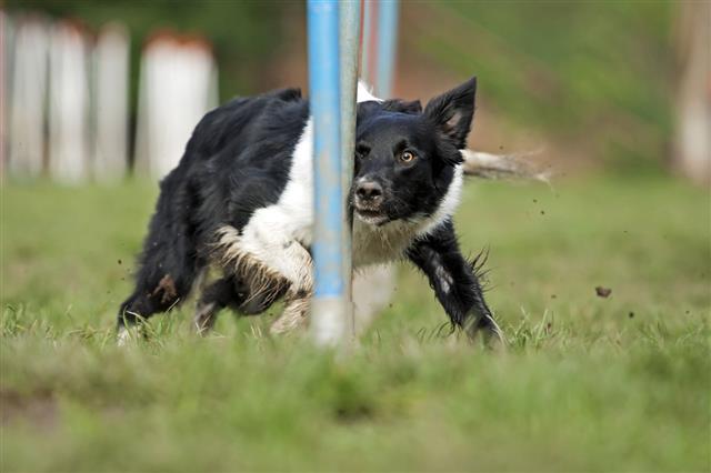 Border Collie Running Agility Course