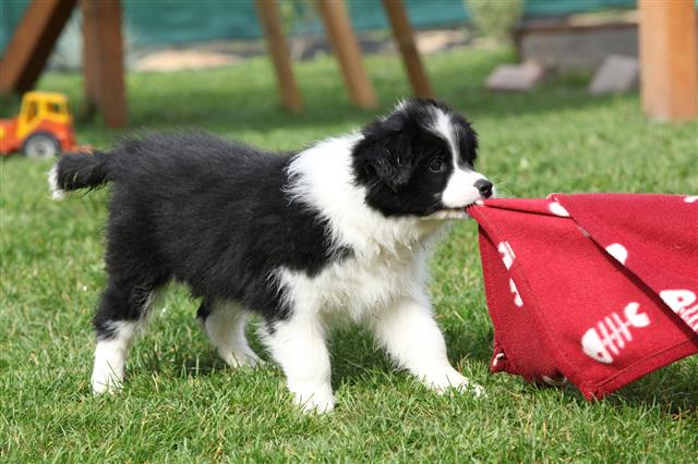 Border Collie Puppy Playing