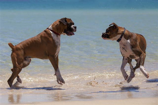 Boxer Dogs Playing On The Beach