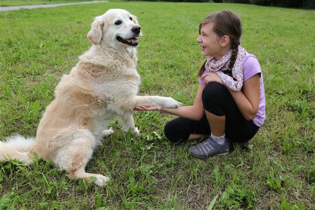 Dog Shaking Hands With Girl