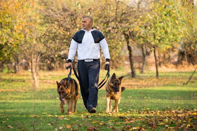 Man Walking Outdoors With His Dogs