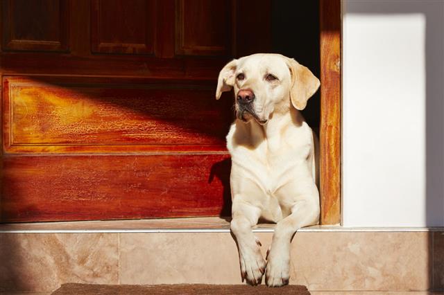 Light Colored Dog Sitting On A Step
