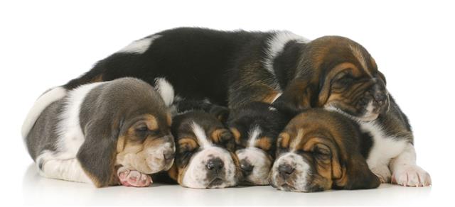 Pile Of Puppies