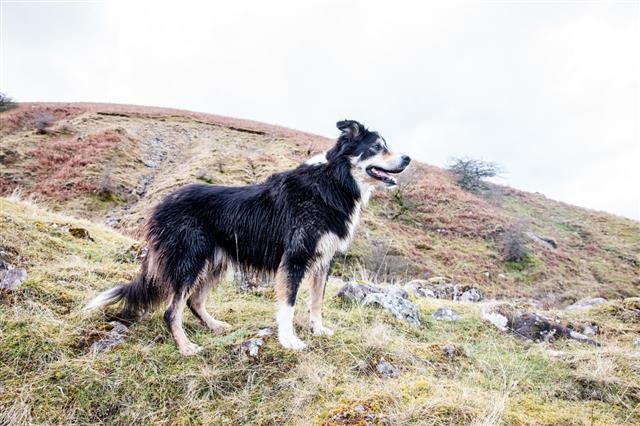 Border Collie In Welsh Countryside