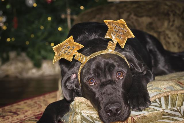 Labrador Celebrating New Years Day