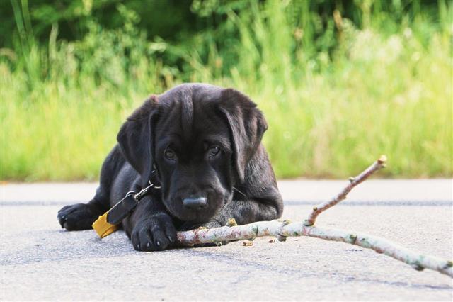 Puppy Playing With Stick