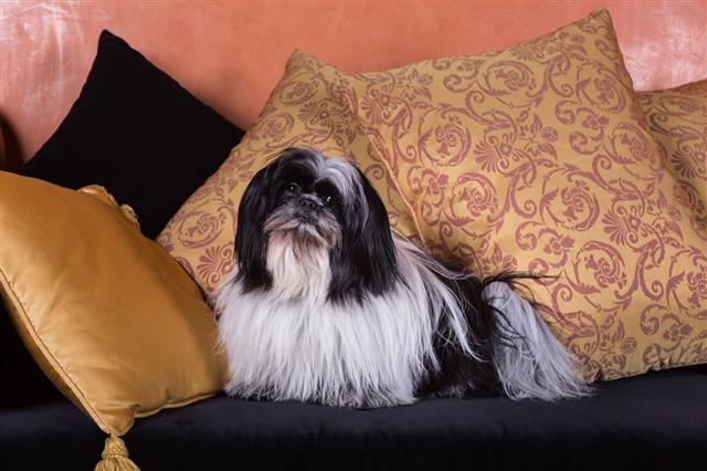 Shih Tzu On A Couch