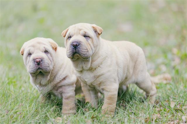 Two Shar Pei Puppy