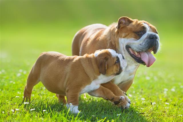 Bulldog Puppy Following Its Mother