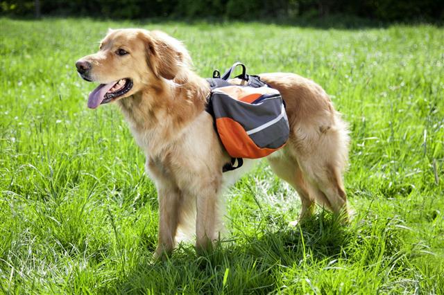 Dog With Backpack