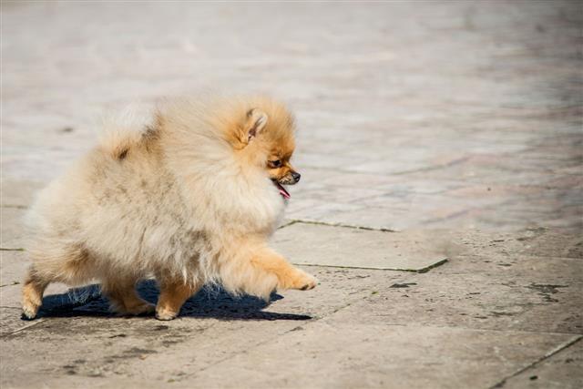 Beautiful Female Pomeranian Dog