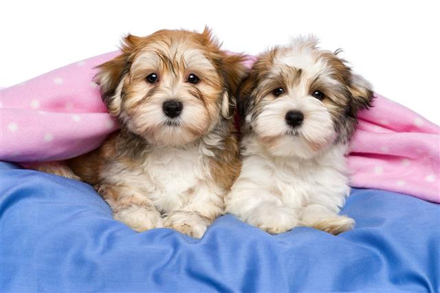 Havanese Puppies Are Lying In A Bed