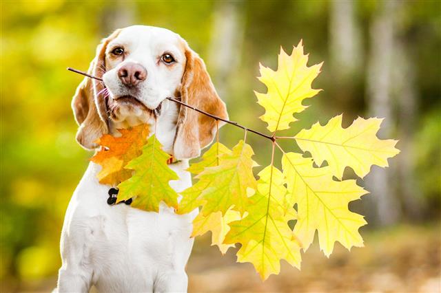Beagle Dog With Leaves In Mouth