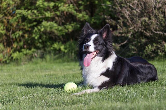 Border Collie With Yellow Ball