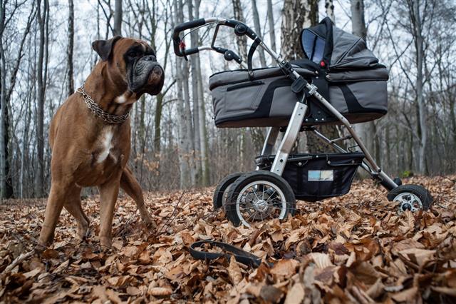 Boxer Dog Guarding Baby Stroller