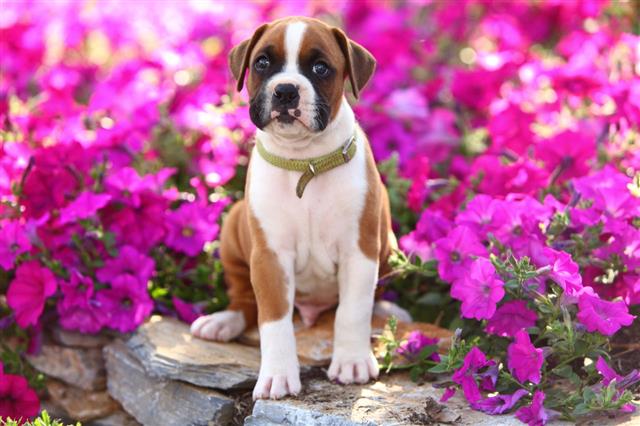 Boxer Puppy Sitting In Beautiful Garden