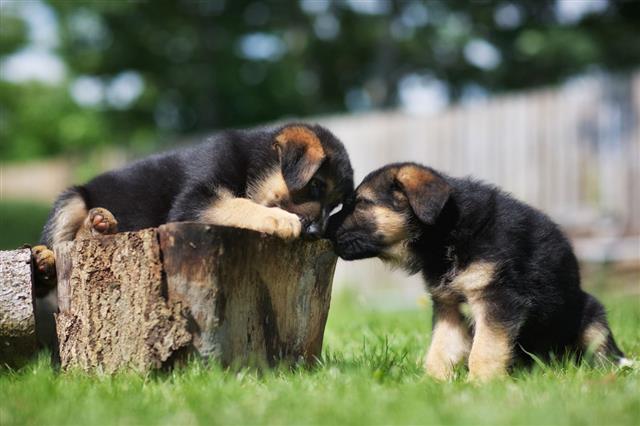Two German Shepherd Puppies Having Fun