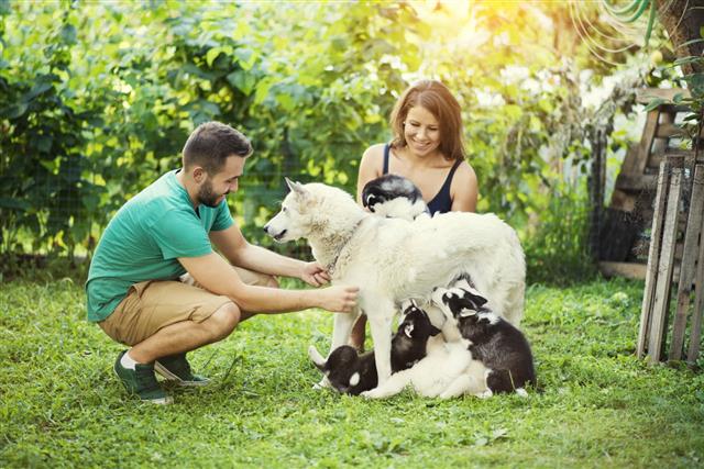 Couple Helping Mother Samoyed To Feed Her Babies