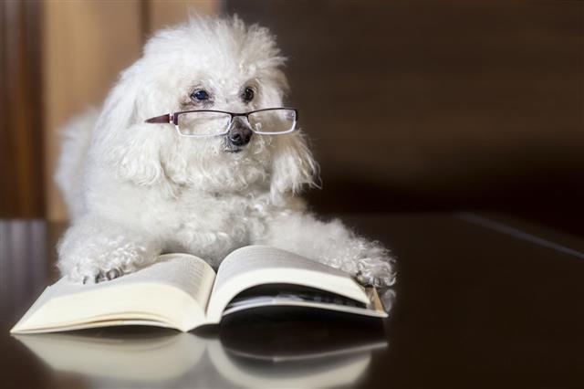 Poodle Reading A Book