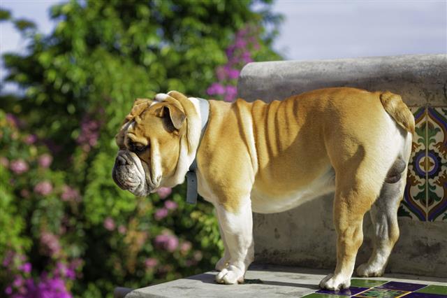 English Bulldog Standing On Bench