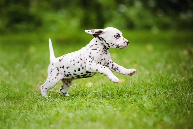 Dalmatian Puppy Running Outdoors
