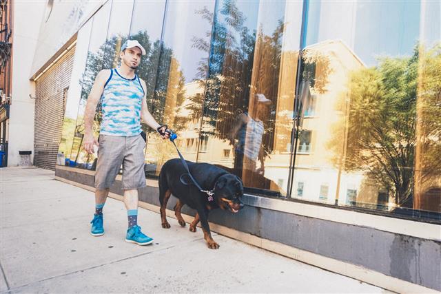 Man Walking Dog In City Outdoors