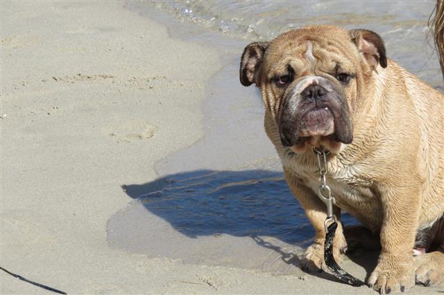 Bulldog At The Ocean
