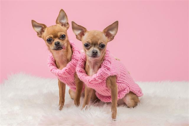 Chihuahua Dogs In Pink