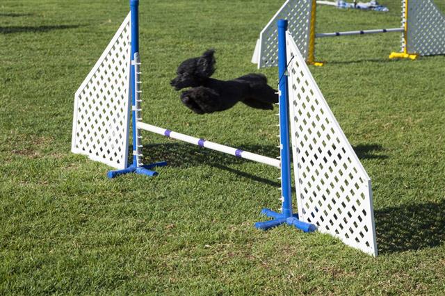 Jumping Poodle