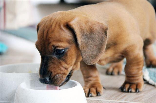 Dachshund Puppy Smooth Eating