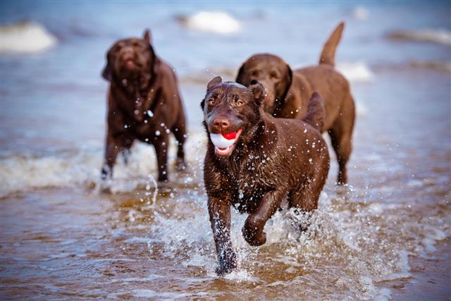 Three Labrador Retriever Dogs Playing
