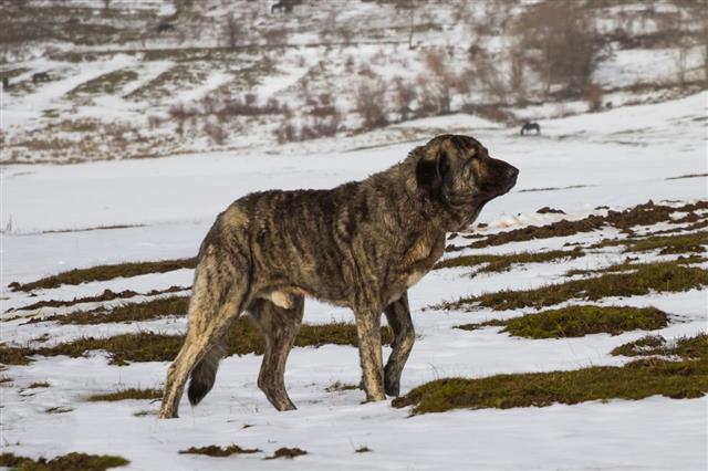 Mastiff Dog In Snow