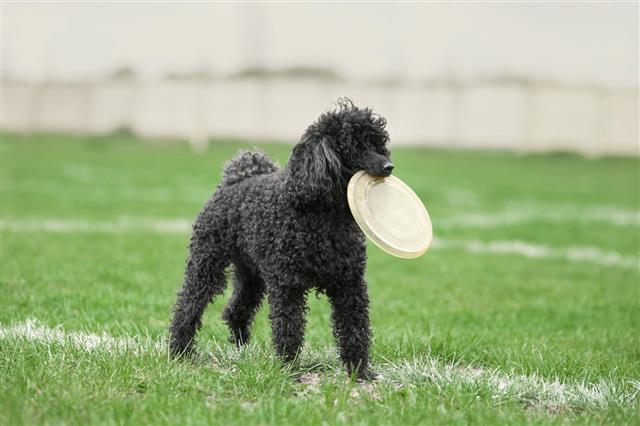 Poodle Standing With Disk In Mouth
