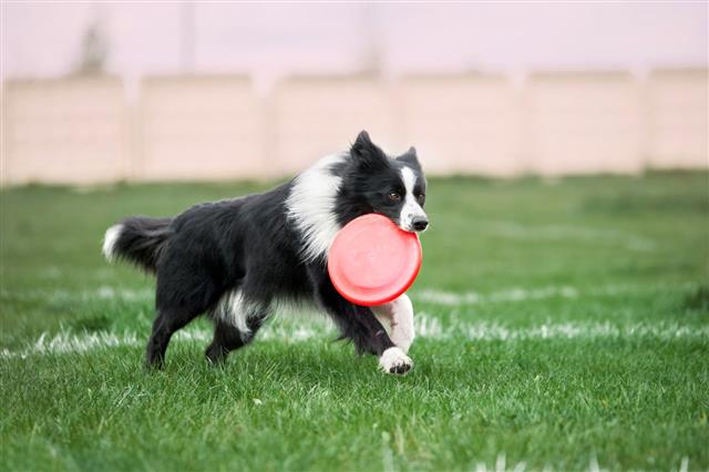Dog Running With Plastic Disc