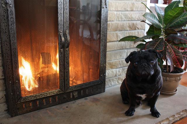 Fireplace Pug