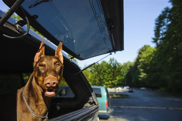 Doberman At The Back Of The Car