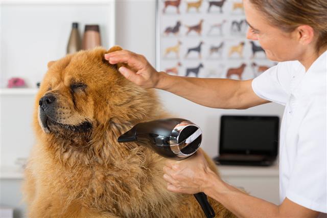 Canine Hairdresser
