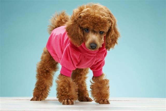 Pet Clothing Fashion For Dogs