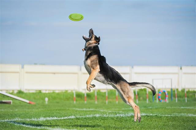 Dog Jump For The Plastic Disk