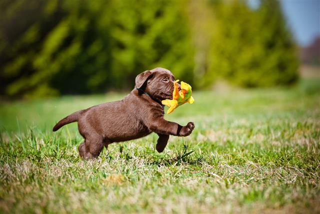 Adorable Brown Labrador Retriever Puppy