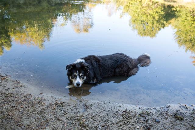 Border Collie Lying In Pond