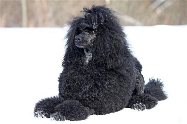 Royal Black Poodle Lying On Snow
