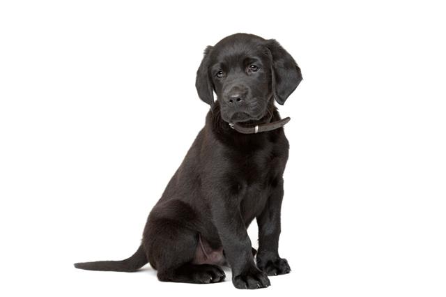 View Ad: Black Labrador Retriever Litter of Puppies for Sale Utah USA