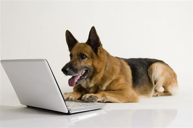 German Shepherd Dog Using Laptop