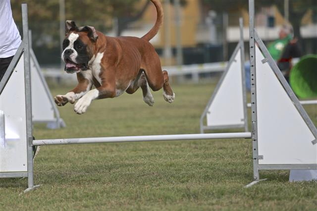Boxer In Agility Competition