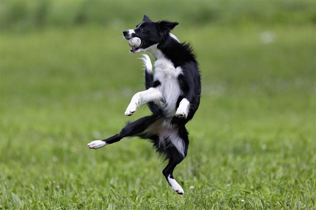 Border Collie Fetching