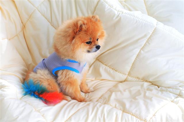 Pomeranian Dog Wear Clothes